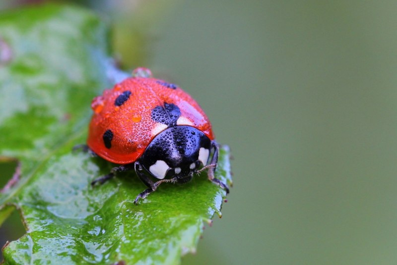 Ladybug Beetle