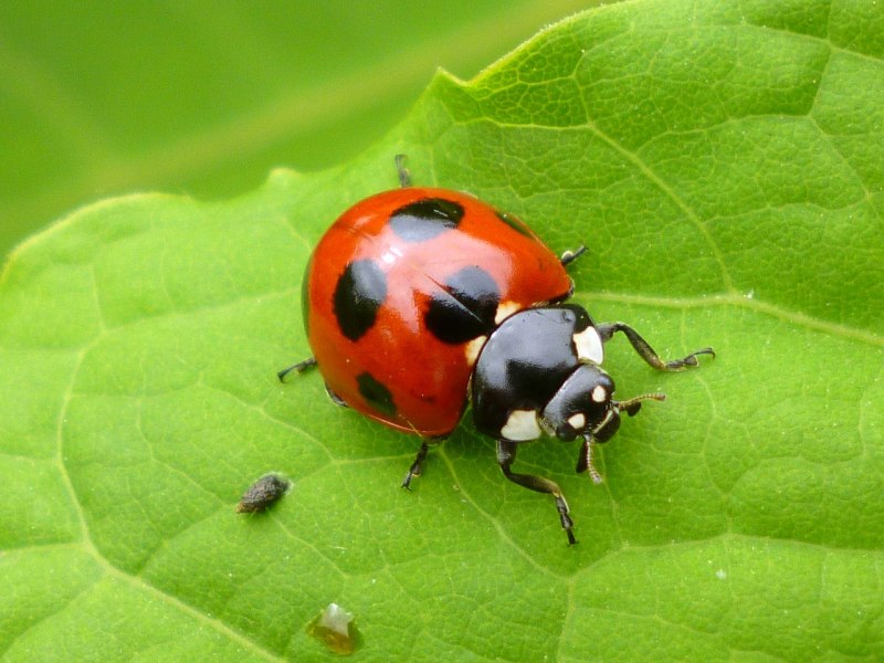 Ladybird Божья коровка
