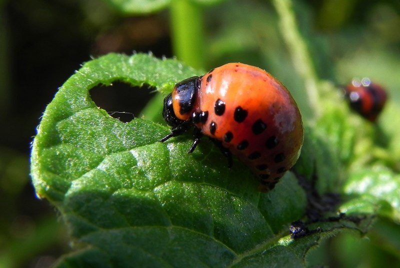 Ladybird Божья коровка