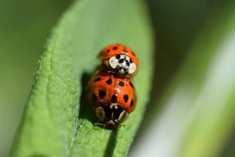 Ladybug Божья коровка