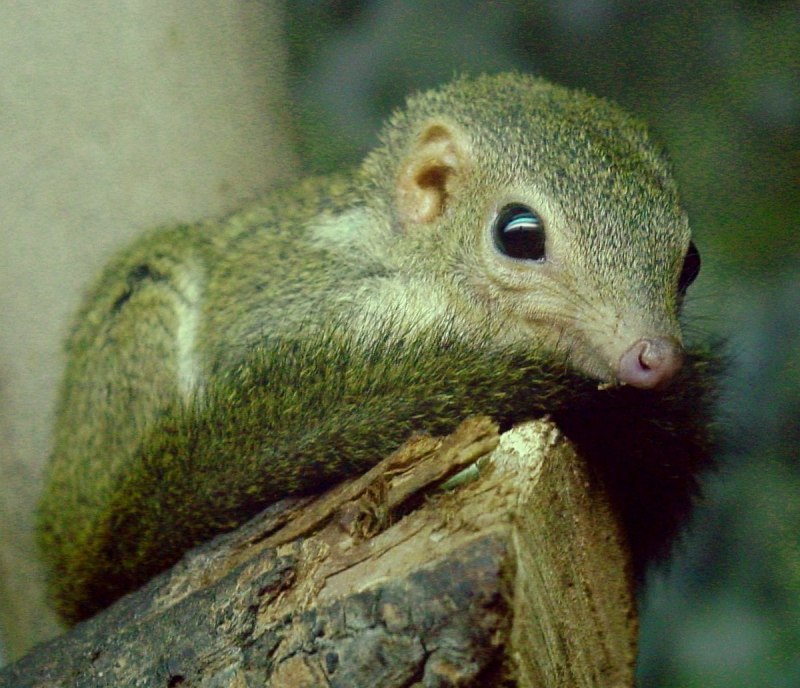 Tupaia belangeri