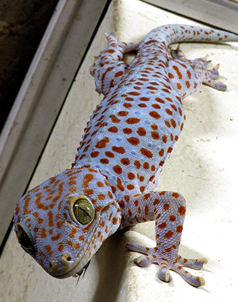 Rhacodactylus leachianus