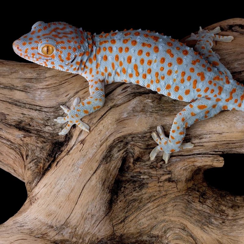 Gecko father