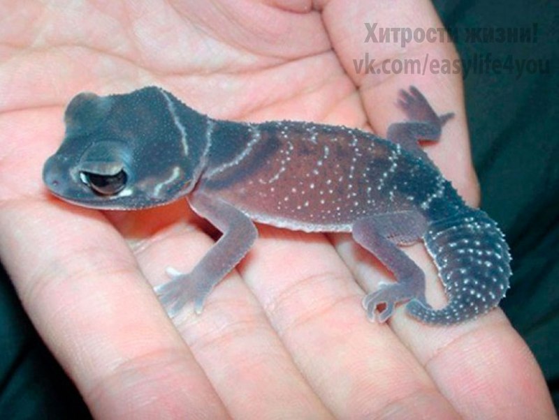 Иранский эублефар морфы