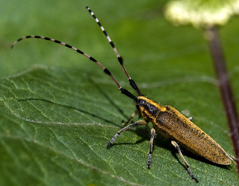 Жук усач Monochamus