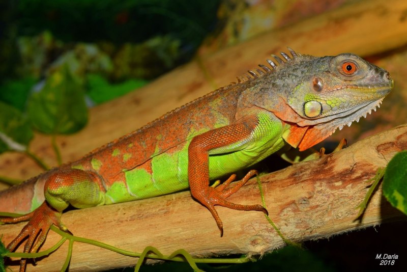 Игуана красная (Iguana Iguana)