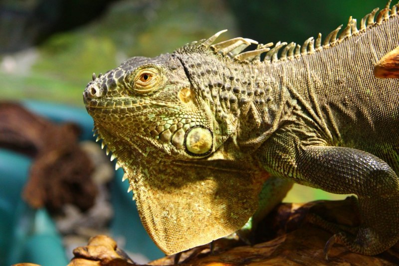 Игуана красная (Iguana Iguana)