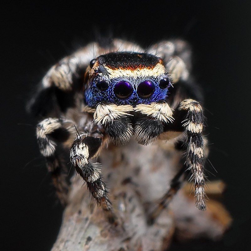 Паук-Павлин (Maratus volans)