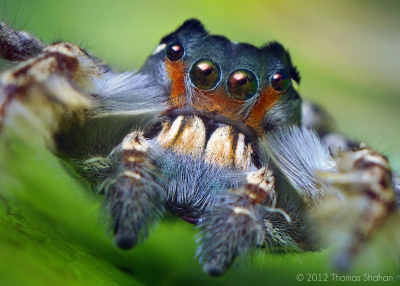 Паук-Павлин (Maratus volans)