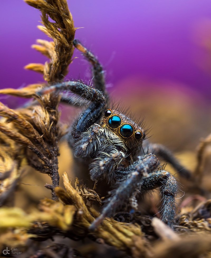 Паук Maratus speciosus