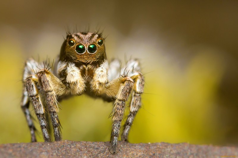 Salticidae пауки-скакуны