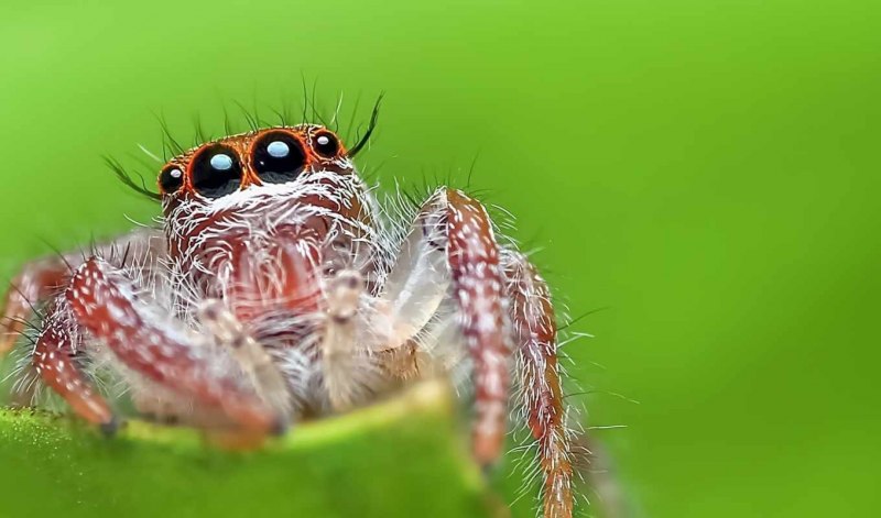 Паук Королевский Phidippus Regius