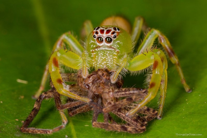 Phidippus Audax (паук-скакун)