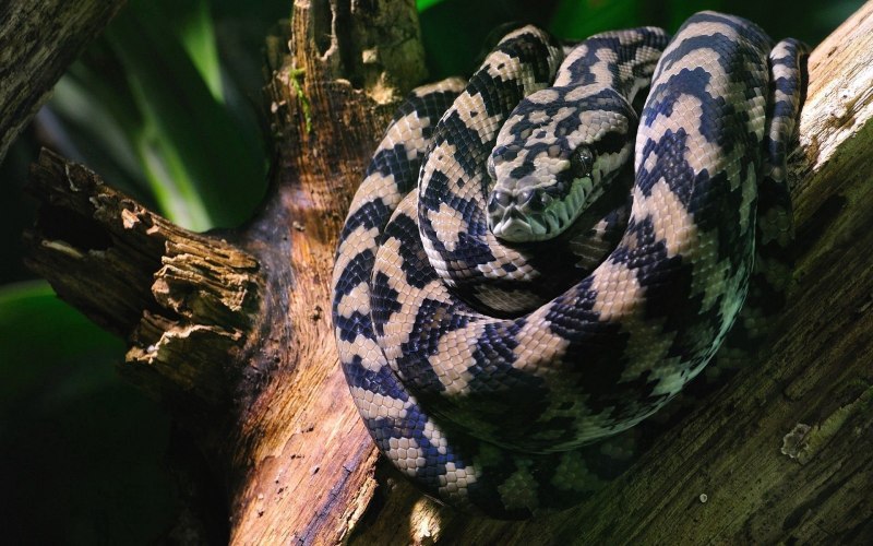 Morelia viridis Yellow