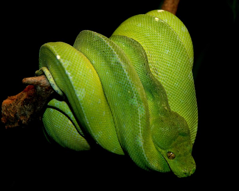 Morelia viridis желтый