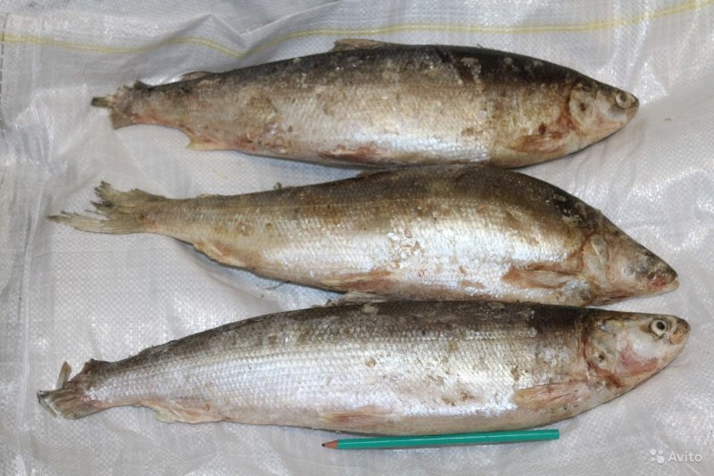 Омуль Колымский