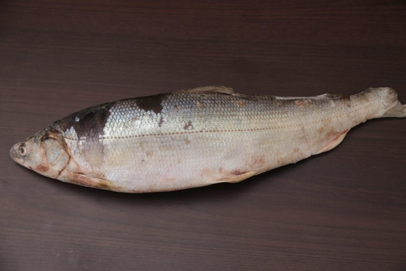 Coregonus clupeaformis рыба