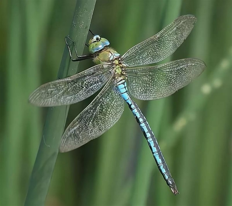 Дозорщик-Император Anax Imperator