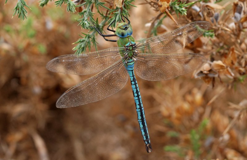 Дозорщик-Император Anax Imperator