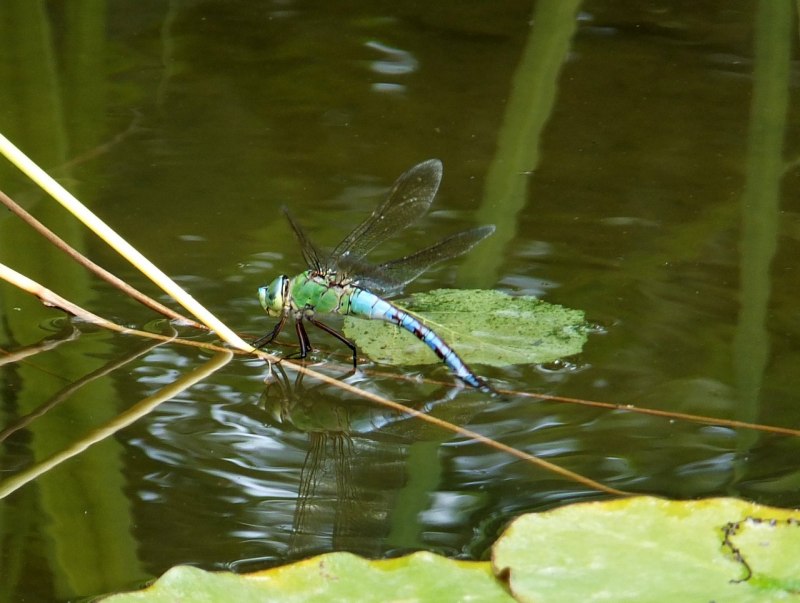Aeshna caerulea