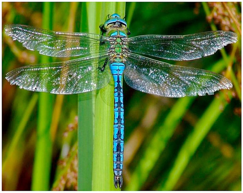 Дозорщик-Император Anax Imperator