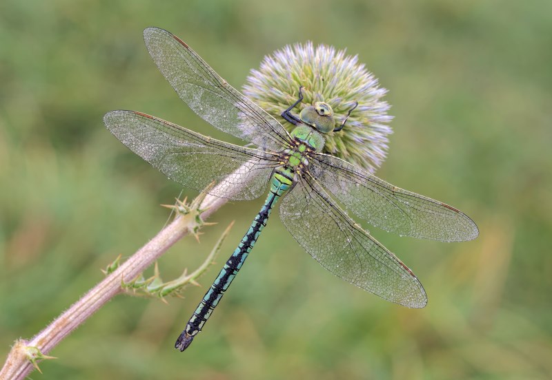 Дозорщик-Император – Anax Imperator Leach