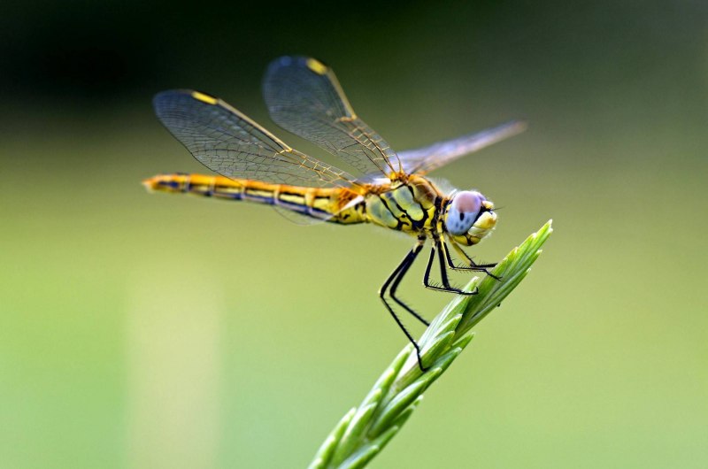 Дозорщик-Император Anax Imperator