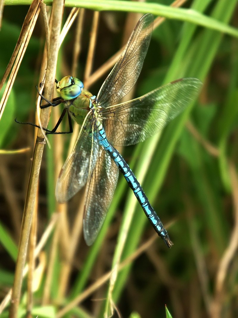 Aeshna caerulea