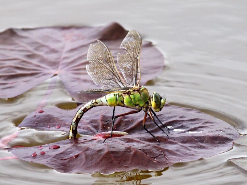 Anisozygoptera Стрекоза