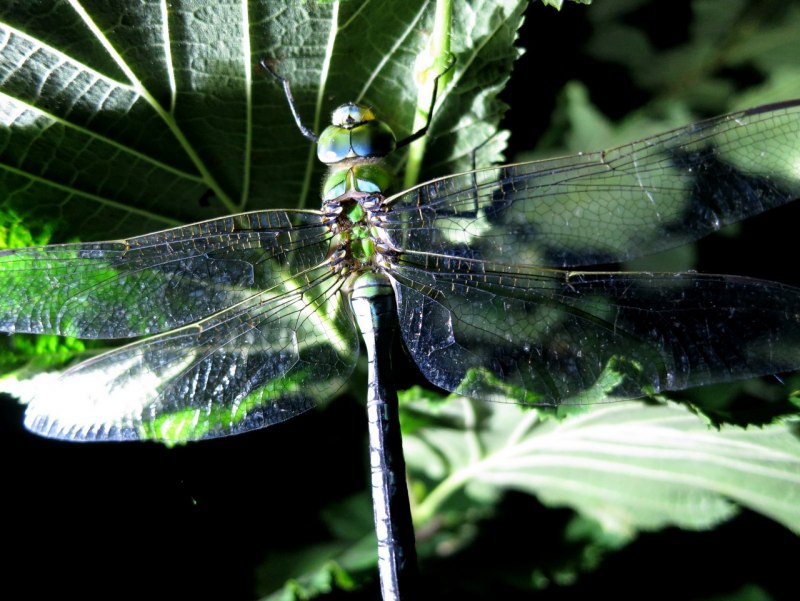 Стрекоза Дозорщик — Anax Imperator Leach