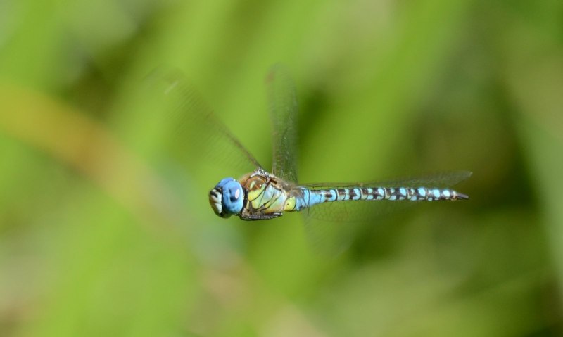 Дозорщик-Император Anax Imperator