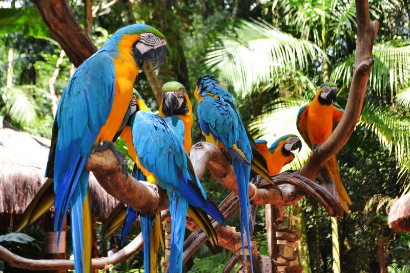 Guacamaya Каракас
