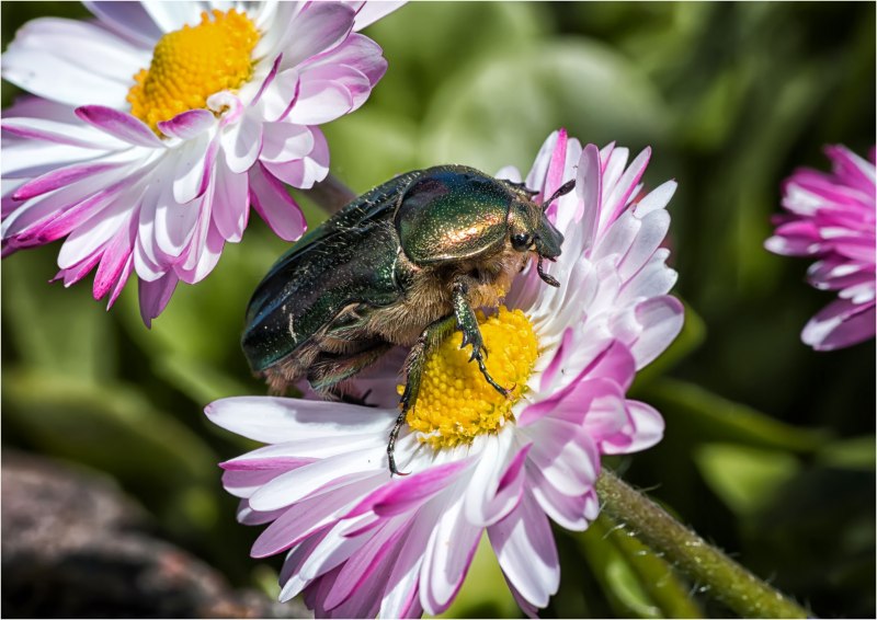 Бронзовка золотистая (Cetonia aurata)