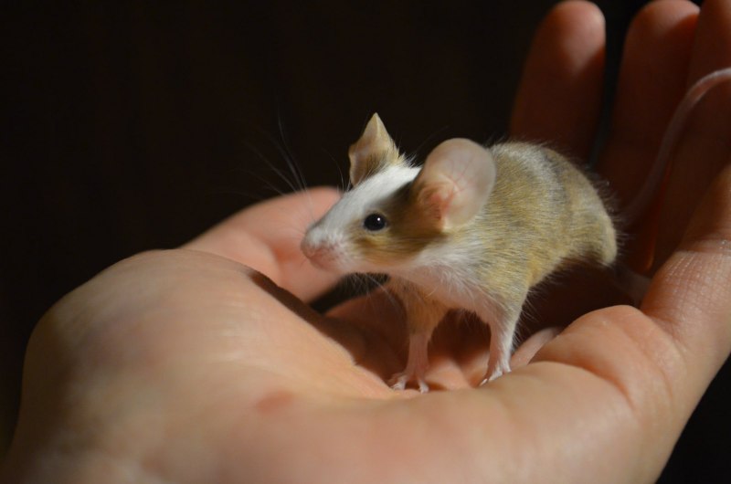 Карликовая мышь (67 фото)