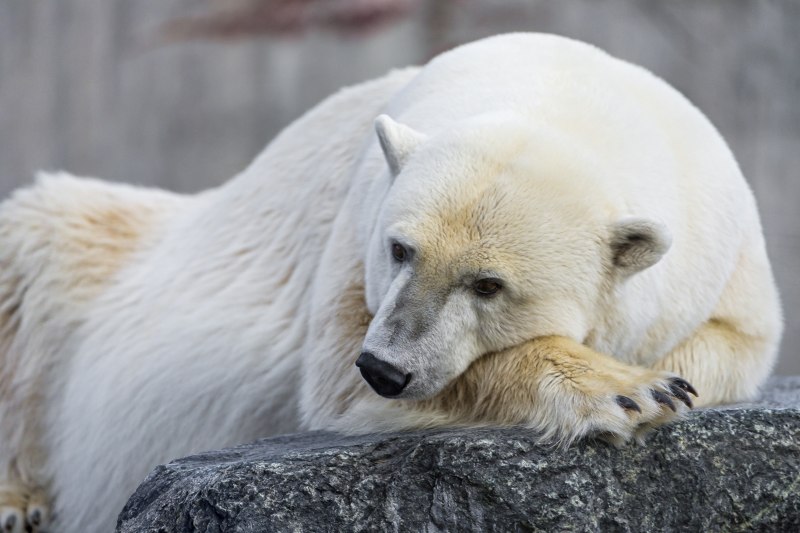 Полар бир (Polar Bear)