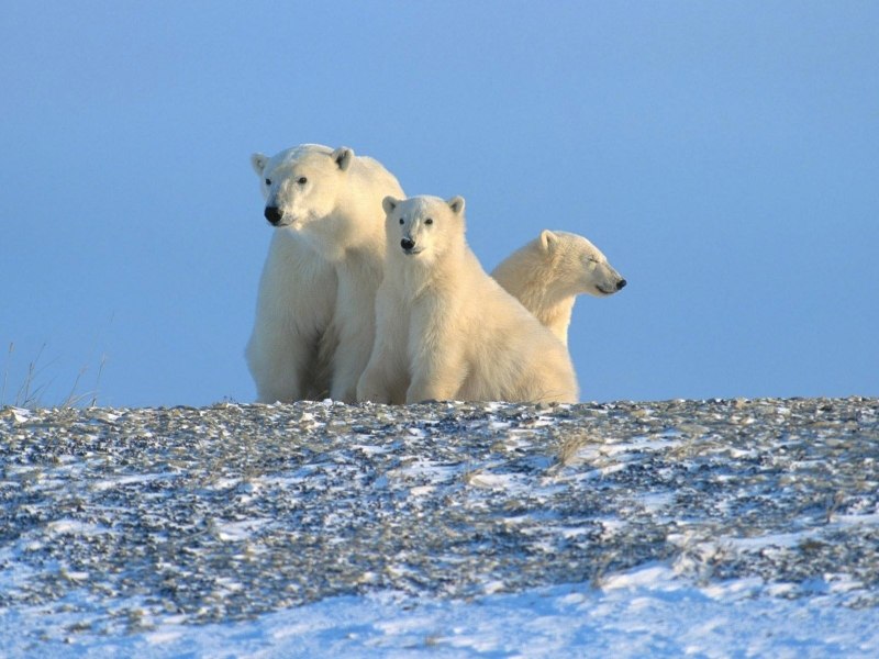 Белый медведь Ursus maritimus