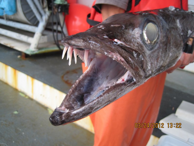 Xiphactinus Audax