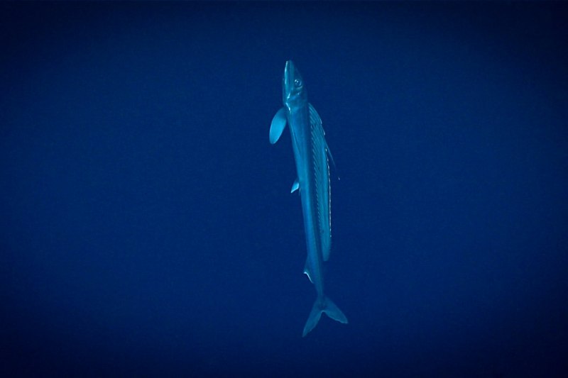 Alepisaurus Ferox