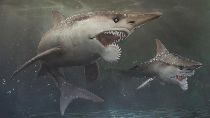 Giganturidae рыба телескоп
