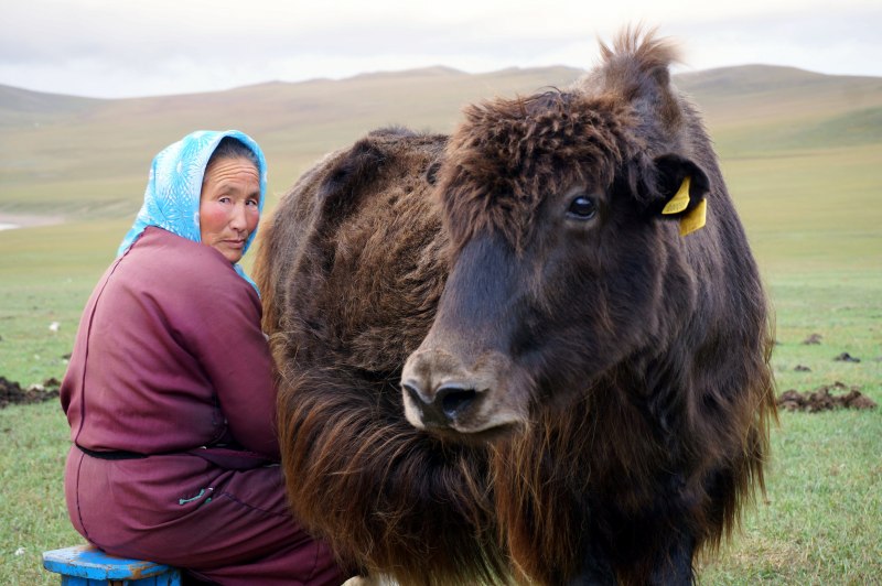 Гималайский як