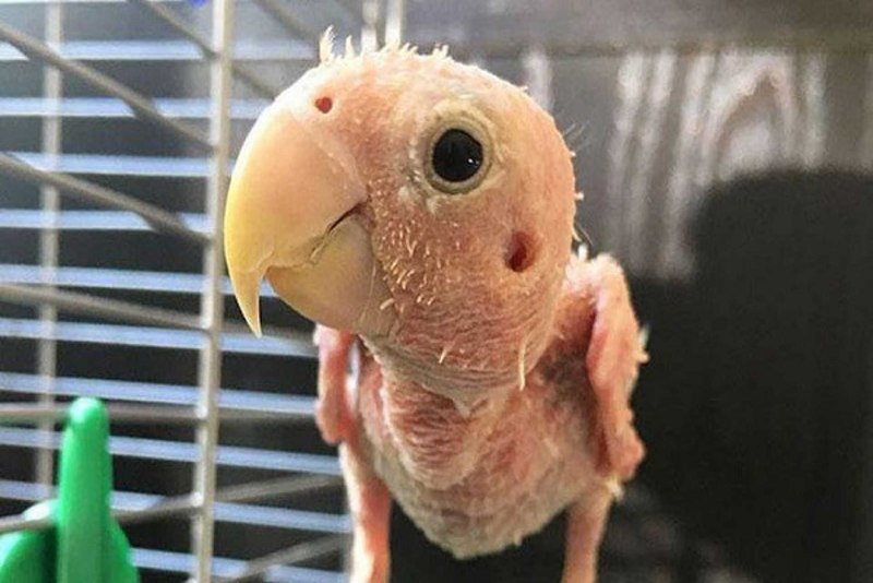 Лысый попугай корелла