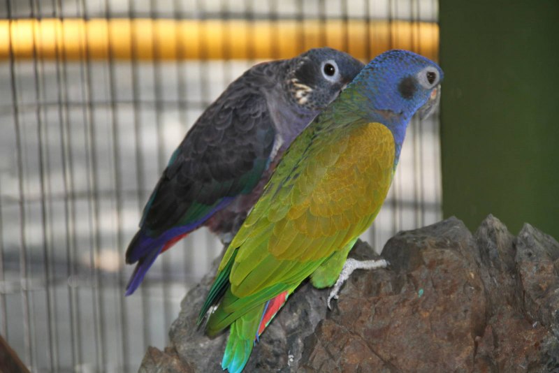 Pionus menstruus