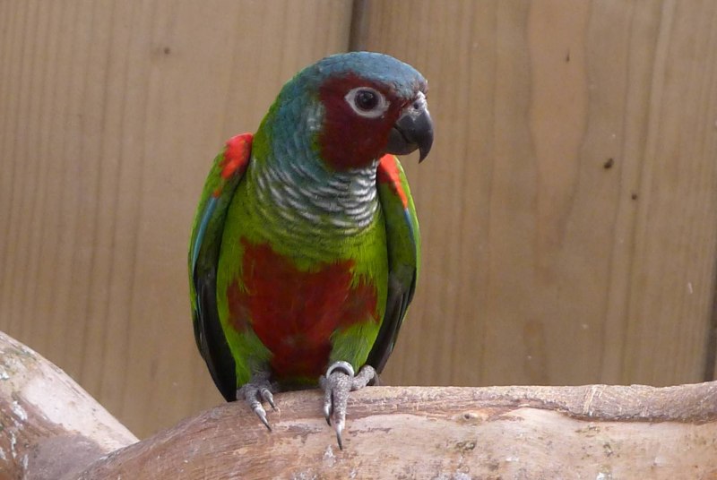 Красный попугай Lorikeet