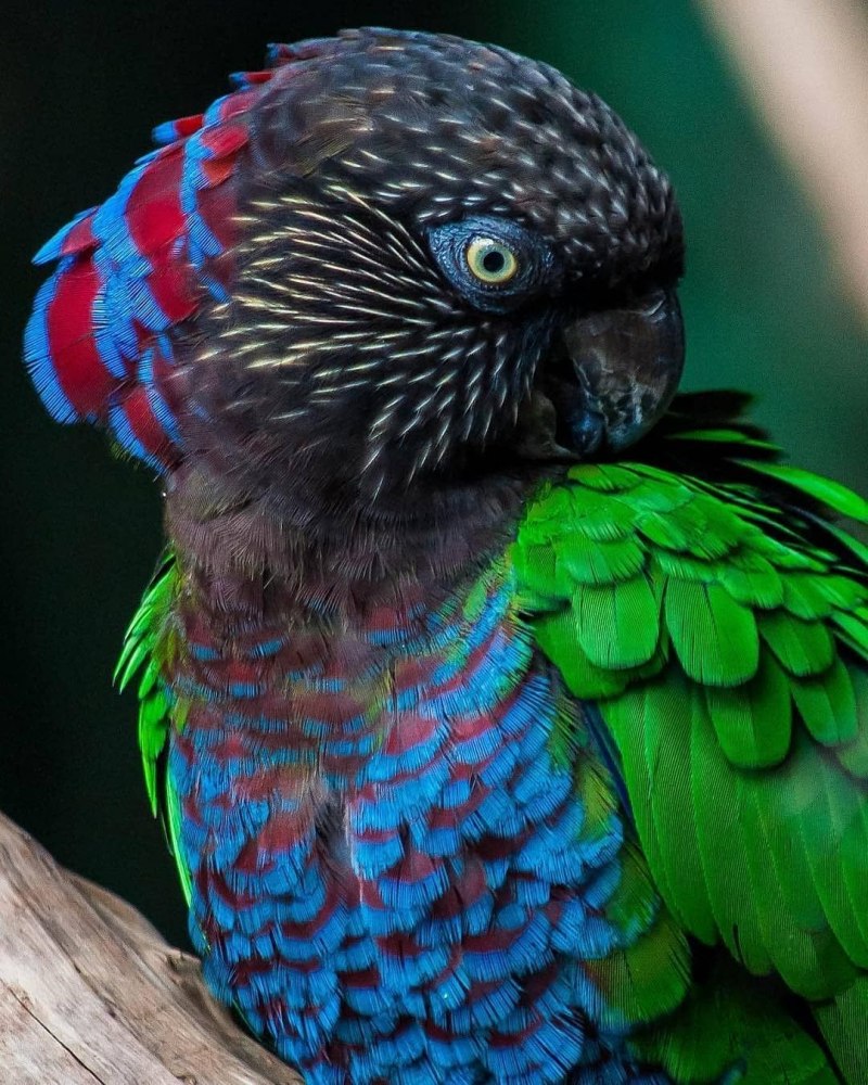 Vintage Parrot illustration