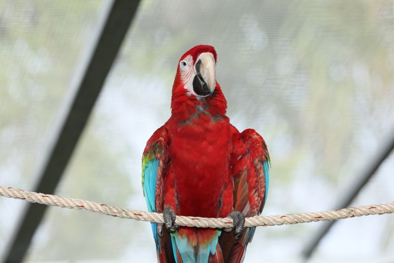 Pionus menstruus