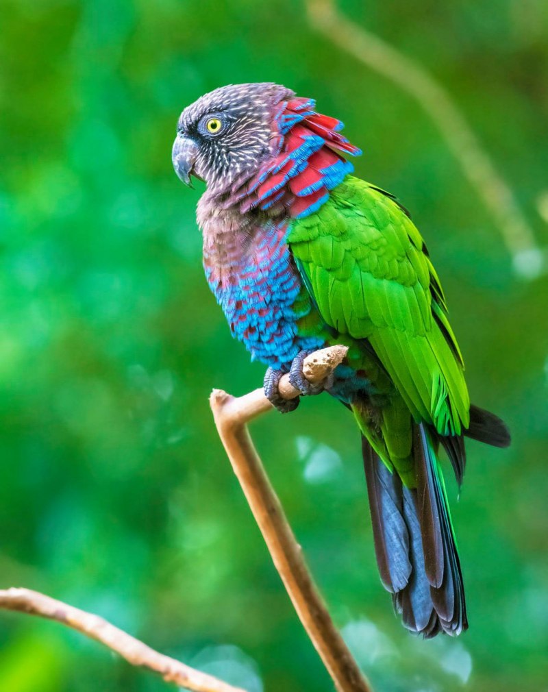 Bronze Winged Parrot