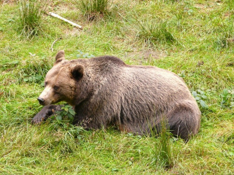 Уссурийский Гималайский медведь
