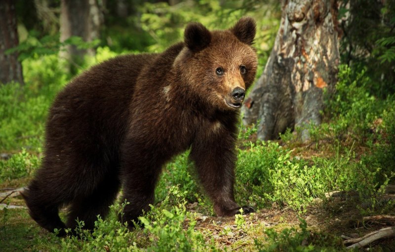 Вика Bear