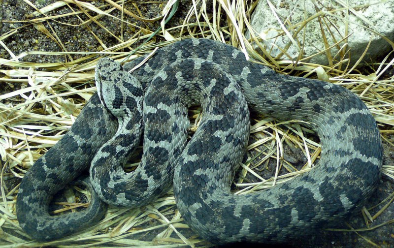 Montivipera bulgardaghica