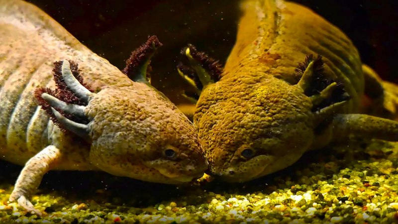 Морской дракон аксолотль